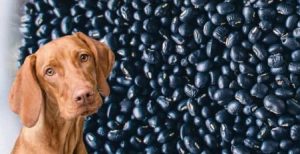 Can Dogs Eat Black Beans