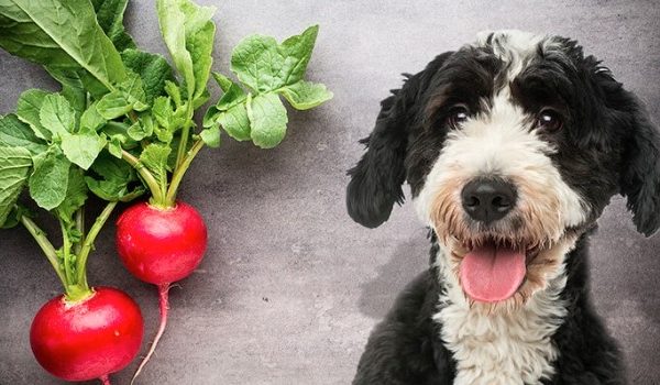 Can Dogs Eat Radishes Leaves