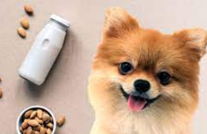Can Dogs Drink Almond Milk