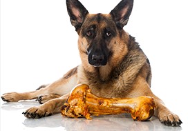 Can Dogs Have Chicken Bones
