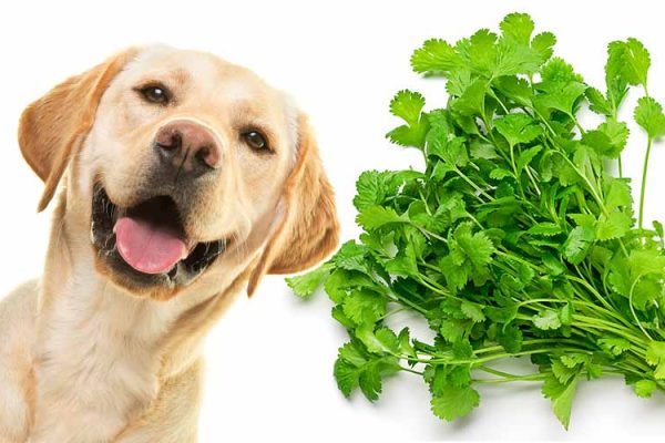 Can Dogs Have Cilantro