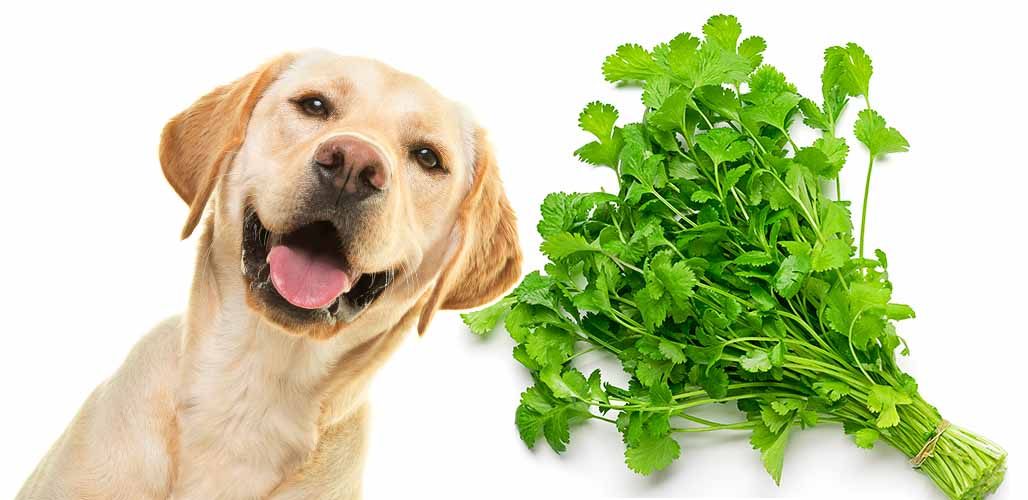 Can Dogs Have Cilantro