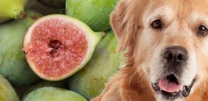 Can Dogs Have Figs