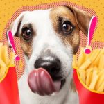 Can Dogs Have French Fries