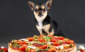 Can Dogs Eat Pepperoni
