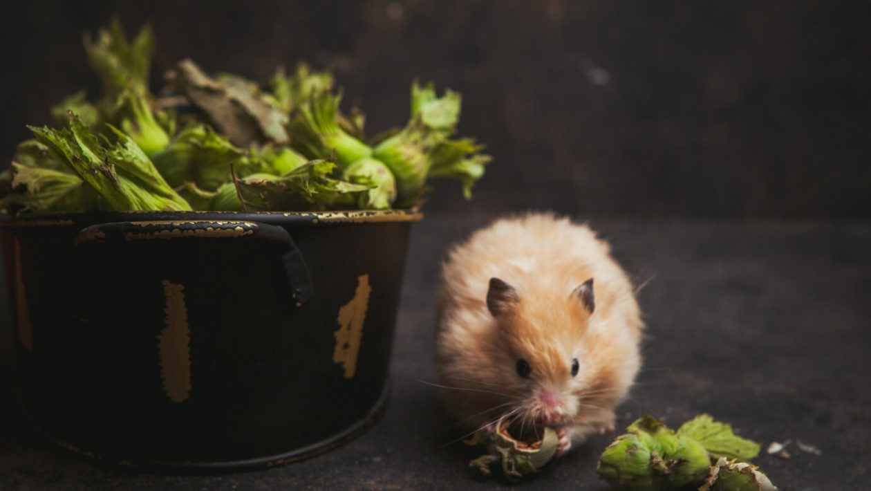 how to keep mice away