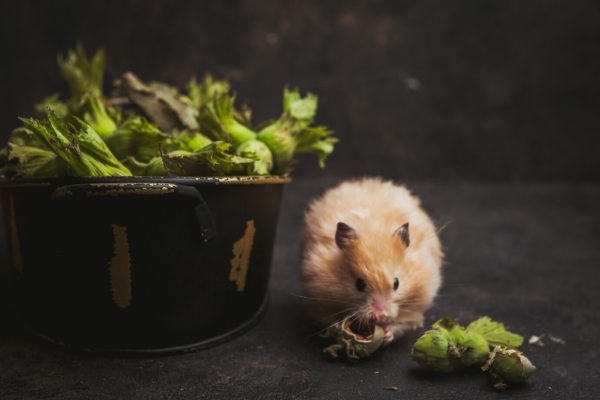 how to keep mice away
